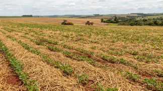 Miniatura do artigo de Gestão Agrícola: Palhada: Guia Definitivo para Solo Mais Produtivo [2025]
