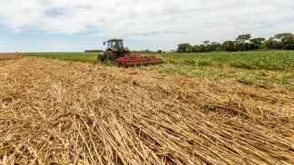 Miniatura do artigo de Gestão Agrícola: Palhada no Plantio Direto: Guia de Manejo e Tipos [2025]