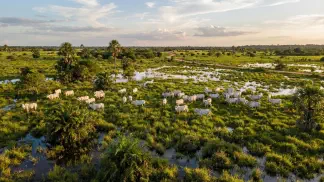 Miniatura do artigo de Gestão Agrícola: Pastagem Nativa: Guia Definitivo para Lucrar no Gado [2025]
