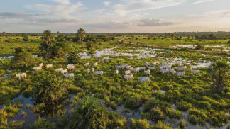 Miniatura do artigo de Gestão Agrícola: Pastagem Nativa: Guia Definitivo para Lucrar no Gado [2025]