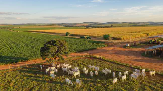 Miniatura do artigo de Gestão Agrícola: Pasto Cultivado x Nativo no Pantanal: Qual Escolher? [2025]