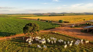 Miniatura do artigo de Gestão Agrícola: Pasto Cultivado x Nativo no Pantanal: Qual Escolher? [2025]