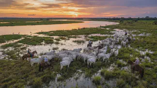 Miniatura do artigo de Gestão Agrícola: Pecuária no Pantanal: Guia de Manejo e Pasto Nativo [2025]