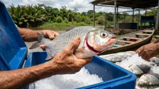 Miniatura do artigo de Gestão Agrícola: Peixe Fresco: 5 Sinais para Identificar a Qualidade [2025]
