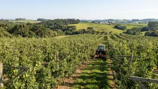 Miniatura do artigo de Gestão Agrícola: Produção de Pera: Vale a Pena Investir no Brasil? [2025]