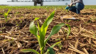 Miniatura do artigo de Manejo Integrado de Pragas: Percevejo Barriga-Verde no Milho: Guia Completo de Identificação e Manejo