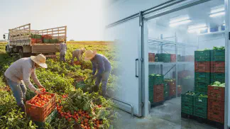 Miniatura do artigo de Gestão Agrícola: Perda de peso pós-colheita: Como proteger seu lucro [2025]