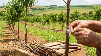 Miniatura do artigo de Gestão Agrícola: Como fazer Enxertia de Pêssego: Guia Passo a Passo [2025]