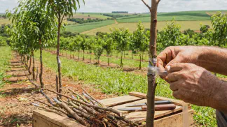 Miniatura do artigo de Gestão Agrícola: Como fazer Enxertia de Pêssego: Guia Passo a Passo [2025]