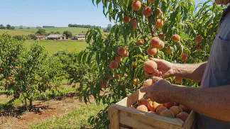 Miniatura do artigo de Gestão Agrícola: Pêssego, Nectarina e Ameixa: Guia de Origem e Cultivo [2025]