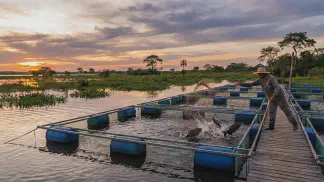 Miniatura do artigo de Gestão Agrícola: Piscicultura no Pantanal: Guia Completo para Lucrar [2025]