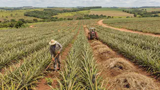 Miniatura do artigo de Gestão Agrícola: Plantas Daninhas no Abacaxi: Guia Prático de Manejo [2025]