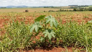 Miniatura do artigo de Gestão Agrícola: Controle de Plantas Daninhas na Lavoura: Guia Prático [2025]