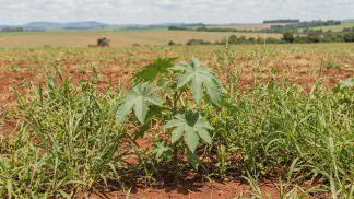 Miniatura do artigo de Gestão Agrícola: Controle de Plantas Daninhas na Lavoura: Guia Prático [2025]