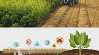 Miniatura do artigo de Gestão Agrícola: Plantas de Cobertura: Guia Prático para um Solo Fértil e Produtivo