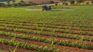Miniatura do artigo de Manejo de Plantas Daninhas: Plantas Tiguera: O que são e por que ameaçam sua lavoura?