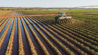 Miniatura do artigo de Gestão Agrícola: Plantio de Algodão Irrigado: Guia Prático no Sulco [2025]