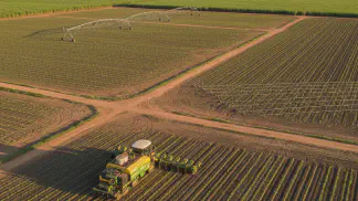 Miniatura do artigo de Gestão Agrícola: Plantio de Cana-de-Açúcar 2024/25: Guia Completo de Produção e Manejo