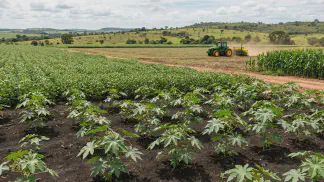 Miniatura do artigo de Gestão Agrícola: Plantio de Mamona: Guia Prático de Solo e Rotação [2025]