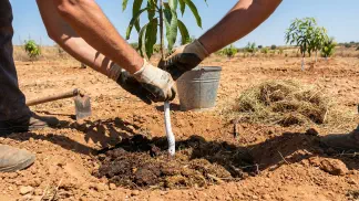Miniatura do artigo de Gestão Agrícola: Plantio de Manga: Guia Passo a Passo de Solo e Água [2025]