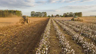 Miniatura do artigo de Gestão Agrícola: Plantio Direto no Algodão: Guia Completo para Lucrar [2025]
