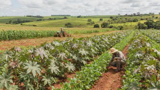 Miniatura do artigo de Gestão Agrícola: Plantio de Mamona: Solo, Rotação e Manejo Essencial [2025]