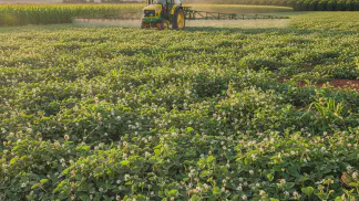 Miniatura do artigo de Manejo de Plantas Daninhas: Poaia-Branca: Como Fazer o Manejo Correto e Proteger a Produtividade da Lavoura