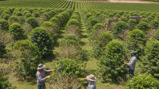 Miniatura do artigo de Gestão Agrícola: Poda de Café: Guia para Aumentar Produtividade e Longevidade do Cafezal
