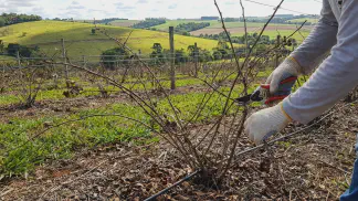 Miniatura do artigo de Gestão Agrícola: Poda de Frutíferas: Guia Completo de Inverno e Verão [2025]