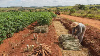 Miniatura do artigo de Gestão Agrícola: Poda da Mandioca: Guia de Riscos, Vantagens e Manejo [2025]