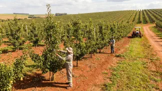 Miniatura do artigo de Gestão Agrícola: Poda da Pereira: Guia Definitivo para Produzir Mais [2025]