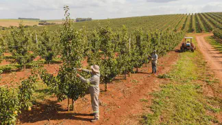 Miniatura do artigo de Gestão Agrícola: Poda da Pereira: Guia Definitivo para Produzir Mais [2025]