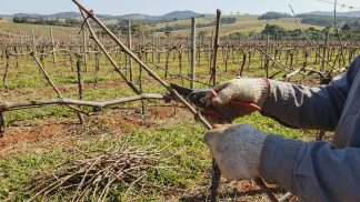 Miniatura do artigo de Gestão Agrícola: Poda da Videira: Guia Prático para Produzir Mais Uva [2025]