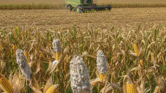 Miniatura do artigo de Gestão Agrícola: Podridão Branca da Espiga no Milho: Guia Completo para Identificar e Controlar
