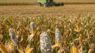 Miniatura do artigo de Gestão Agrícola: Podridão Branca da Espiga no Milho: Guia Completo para Identificar e Controlar