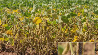 Miniatura do artigo de Gestão Agrícola: Podridão de Carvão na Soja: Identificação e Manejo da Macrophomina