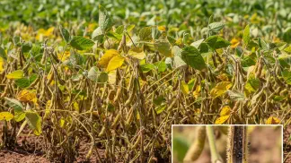 Miniatura do artigo de Gestão Agrícola: Podridão de Carvão na Soja: Identificação e Manejo da Macrophomina