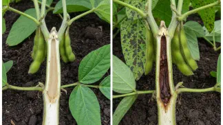 Miniatura do artigo de Manejo de Doencas: Podridão Parda da Haste: Identificação e Manejo na Soja