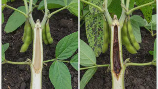 Miniatura do artigo de Manejo de Doencas: Podridão Parda da Haste: Identificação e Manejo na Soja