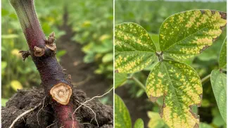 Miniatura do artigo de Manejo de Doencas: Podridão Vermelha da Raiz na Soja: Guia Completo para Identificar e Controlar