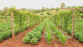 Miniatura do artigo de Gestão Agrícola: Policultivo de Maracujá: Como Lucrar com Consórcio [2025]