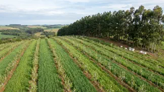 Miniatura do artigo de Gestão Agrícola: Pomar de Maçãs: Guia Completo para Escolher o Local [2025]