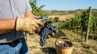 Miniatura do artigo de Gestão Agrícola: Ponto de Colheita da Uva: Como Medir Brix e Acidez [2025]