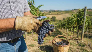 Miniatura do artigo de Gestão Agrícola: Ponto de Colheita da Uva: Como Medir Brix e Acidez [2025]
