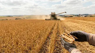 Miniatura do artigo de Gestão Agrícola: Colheita do Feijão: Ponto Ideal e Como Evitar Perdas [2025]