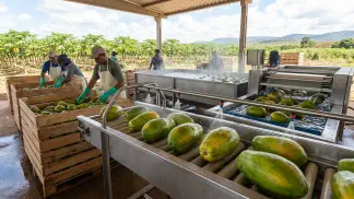 Miniatura do artigo de Gestão Agrícola: Ponto de Colheita do Mamão: Guia Completo e Prático [2025]