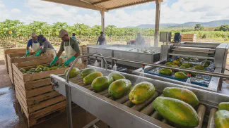 Miniatura do artigo de Gestão Agrícola: Ponto de Colheita do Mamão: Guia Completo e Prático [2025]