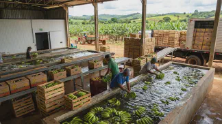 Miniatura do artigo de Gestão Agrícola: Pós-colheita da banana: Guia Definitivo para Lucrar [2025]