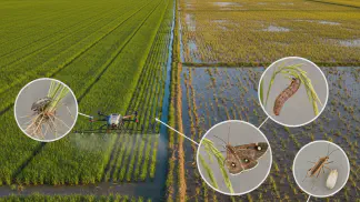 Miniatura do artigo de Gestão Agrícola: Pragas do Arroz: Como Identificar e Controlar as 6 Principais Ameaças