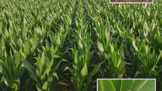 Miniatura do artigo de Manejo Integrado de Pragas: Pragas do Milho: Guia Completo para Identificação e Manejo Eficiente